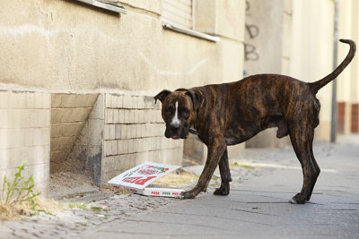 Stadt der Hunde // Neuk&ouml;llner Oper